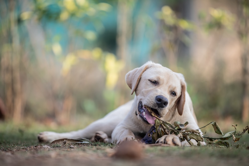 a dog laying on the ground with a stick in it's mouth