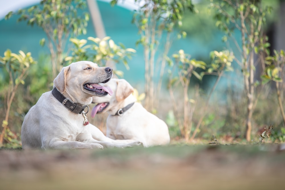 a couple of dogs sitting next to each other