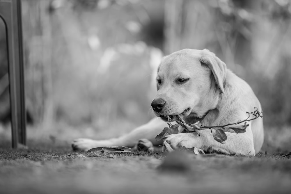 a black and white photo of a dog chewing on a twig