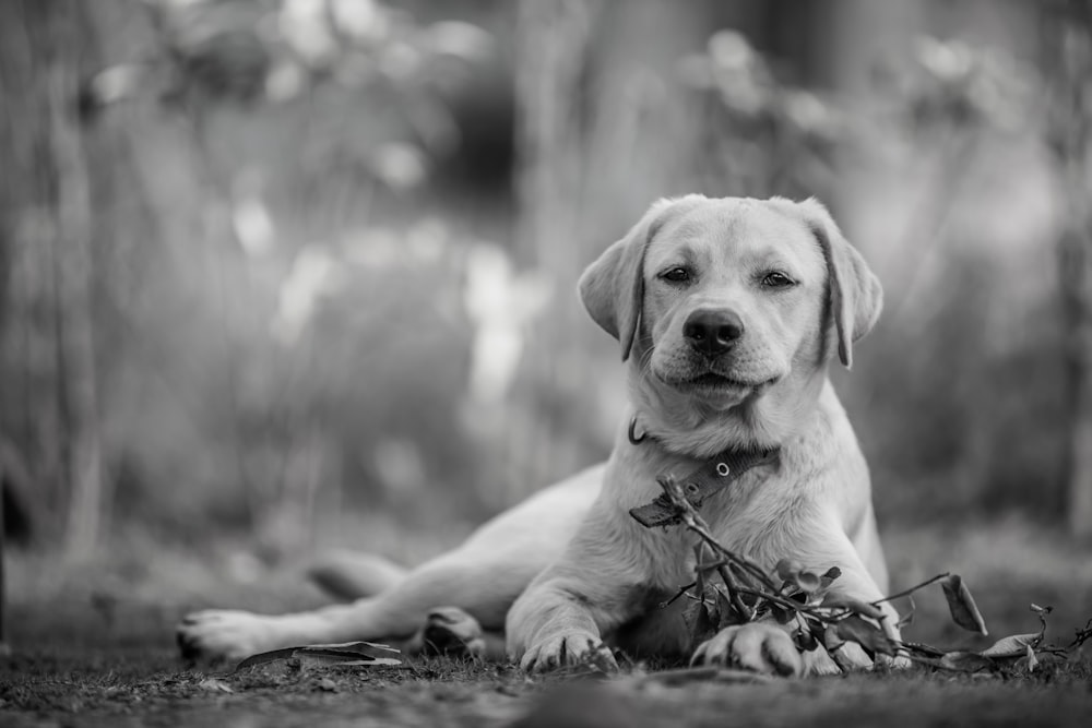 a black and white photo of a dog in the woods