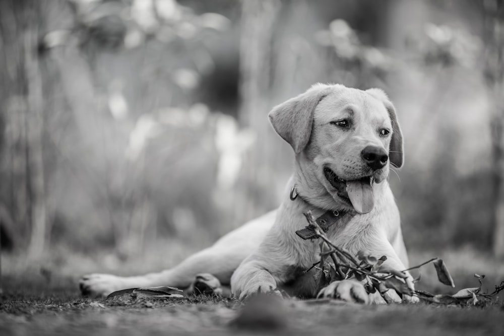 a black and white photo of a dog laying on the ground