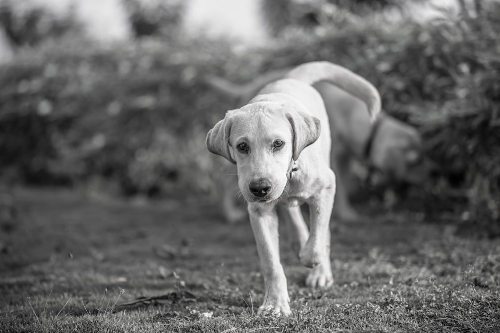 a black and white photo of a dog in the grass