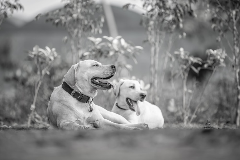 a couple of dogs laying next to each other on a field