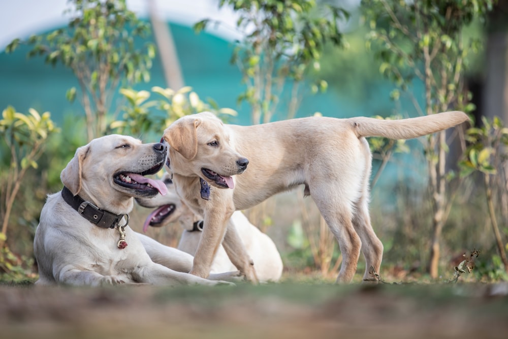 two dogs playing with each other in the grass