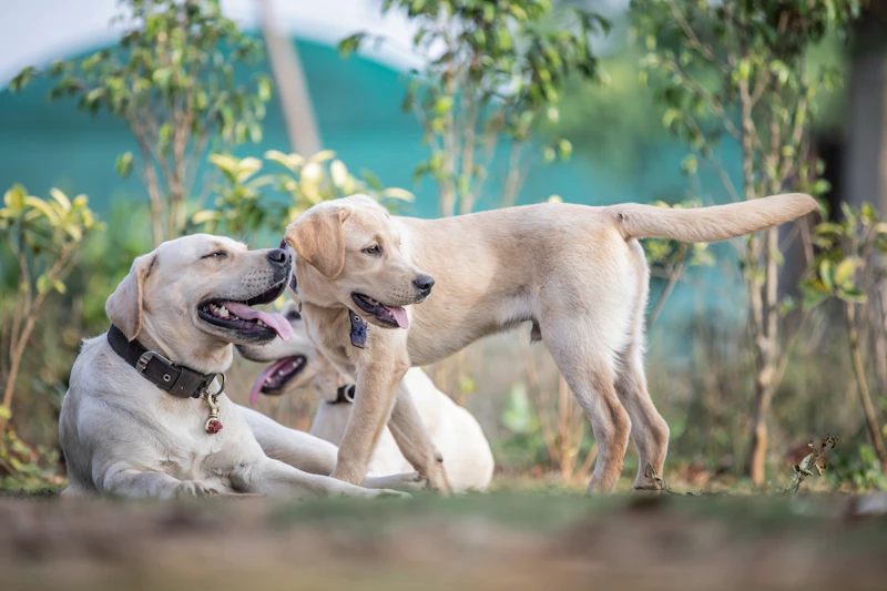 Best Pet-Friendly Cafes in Mumbai Where Your Dog Is as Welcome as You