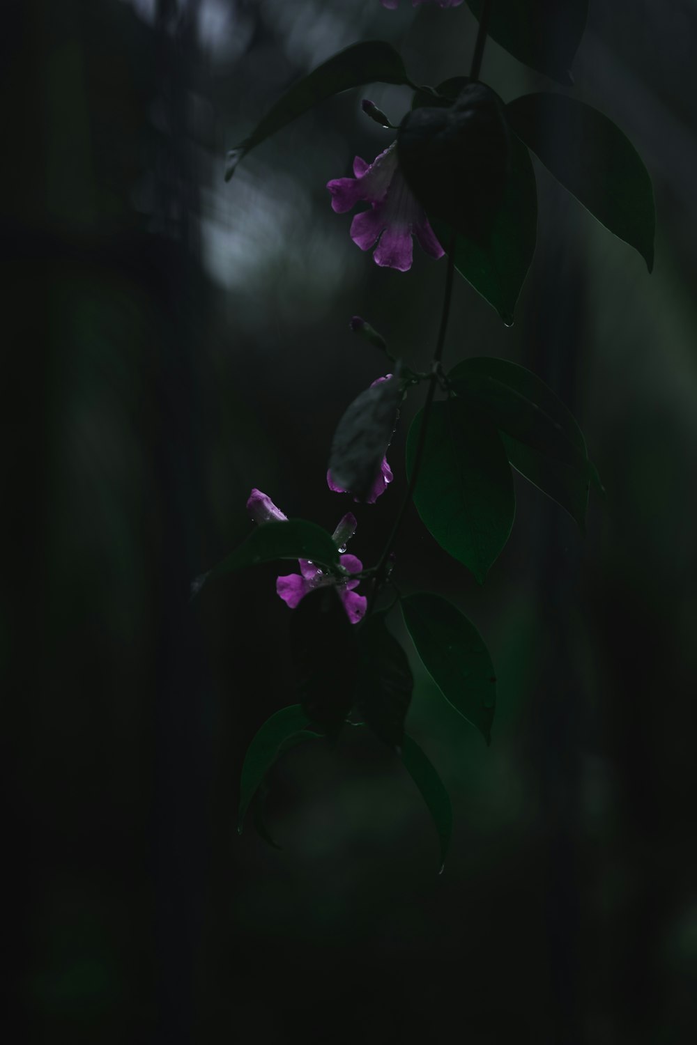a branch with purple flowers in a dark forest