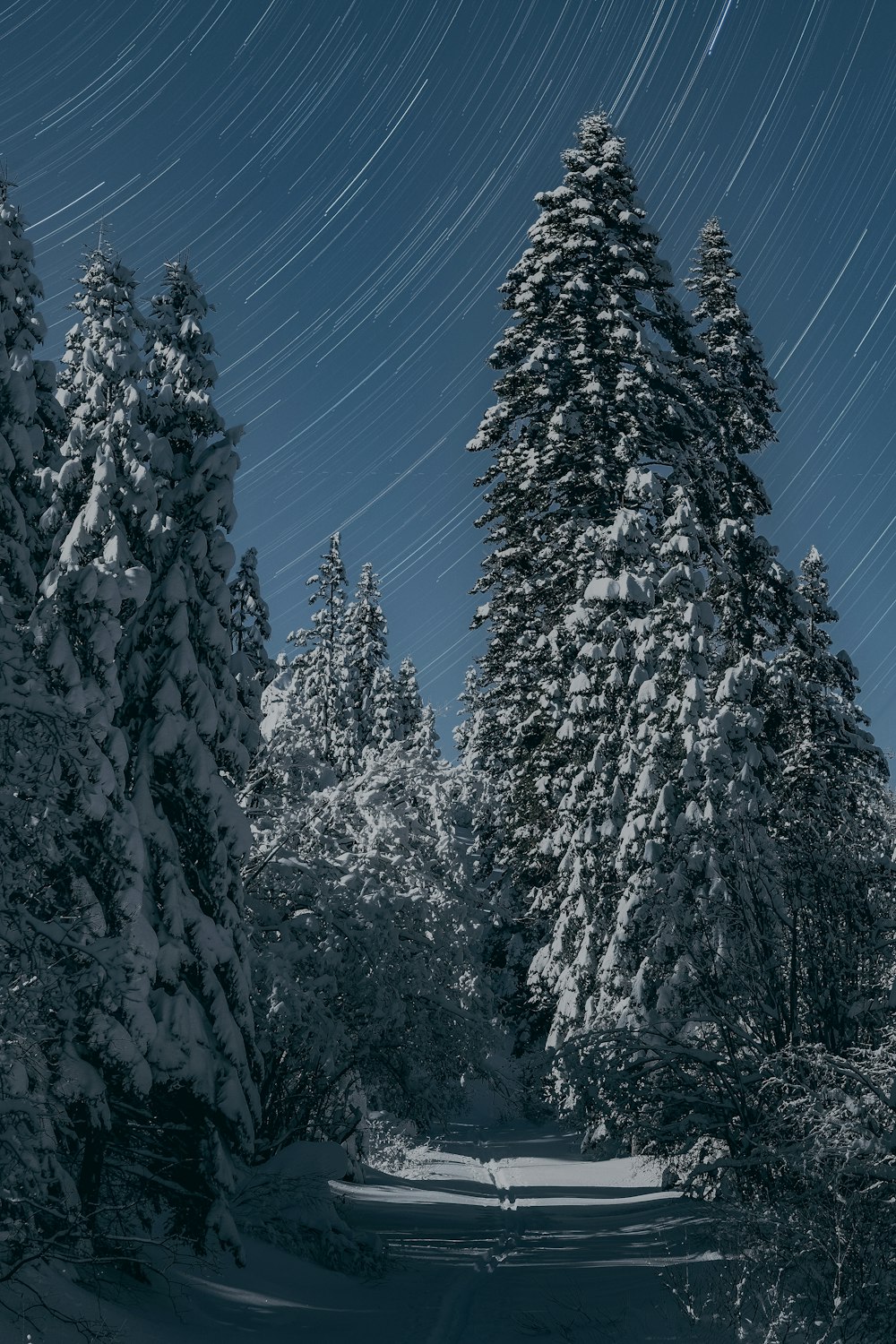 a snow covered road surrounded by snow covered trees