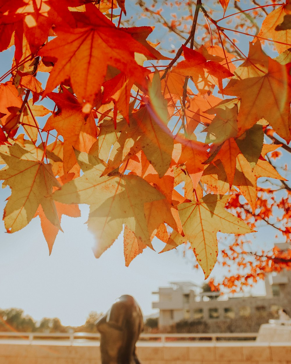 a fire hydrant in front of a tree with orange leaves