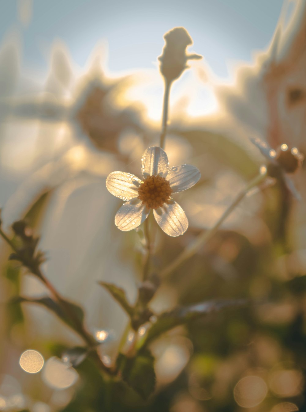 a close up of a flower on a sunny day