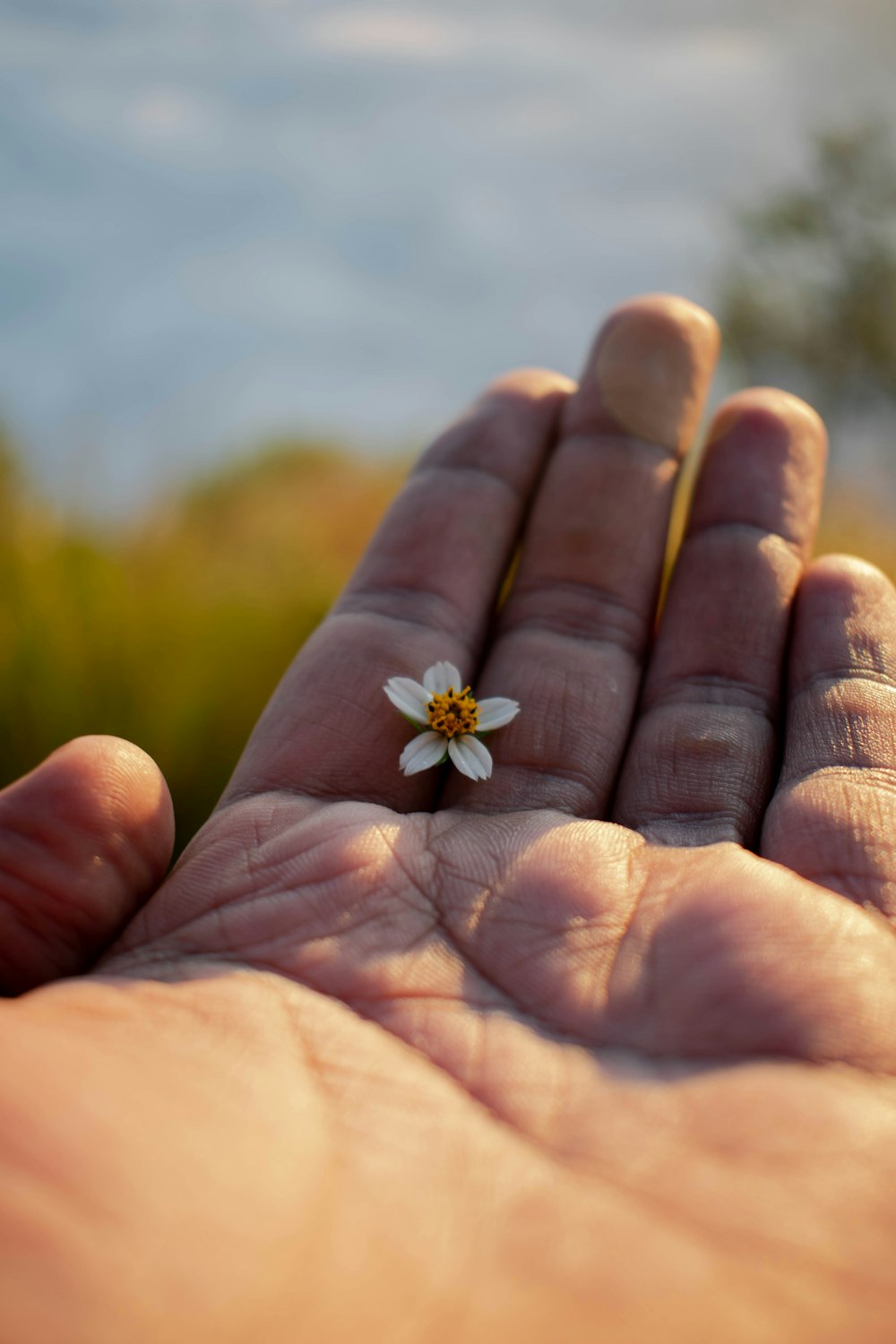 a person's hand holding a tiny white flower