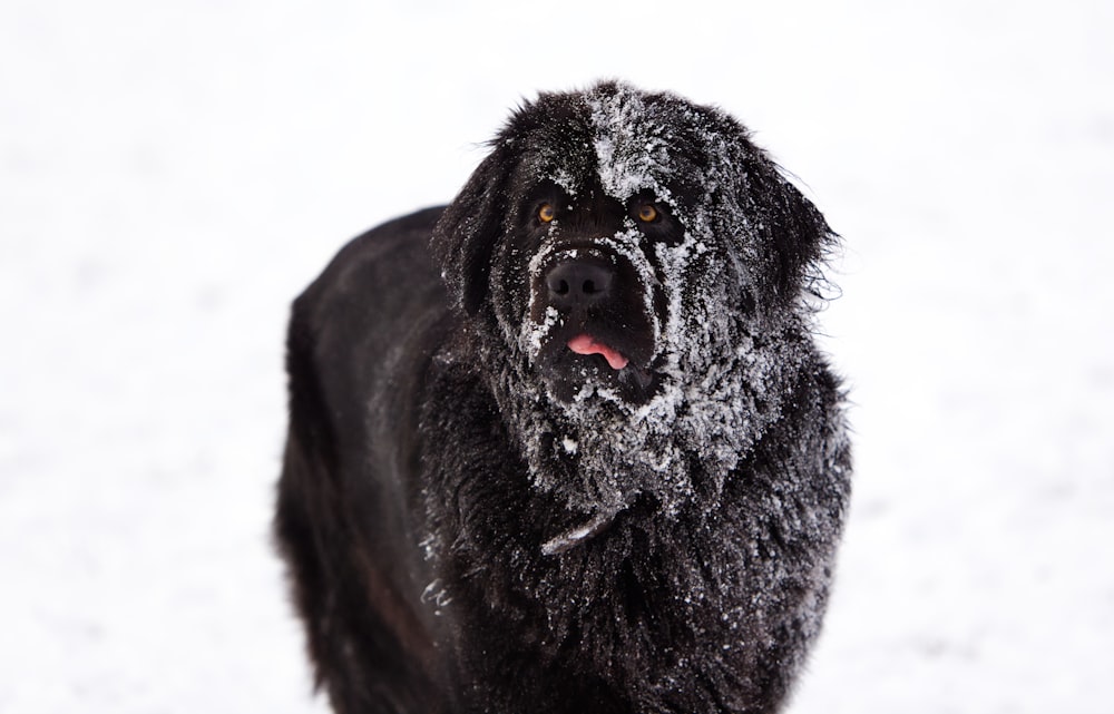 a large black dog standing in the snow