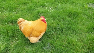 A large, bright orange chicken stands on a lush green lawn. The grass is rich and verdant, sprinkled with small white flowers, creating a serene and pastoral setting. The chicken looks healthy with a vivid red comb on its head.