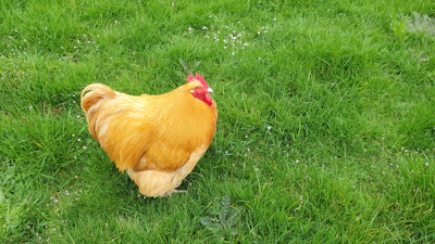 Morning sunlight over healthy poultry roaming freely in green pastures.