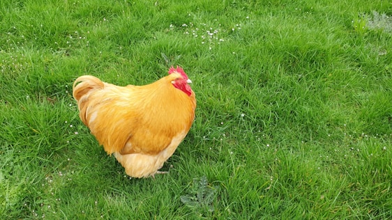 A cheerful chicken farmer inspecting a bright red chicken coop surrounded by fresh feed bags.