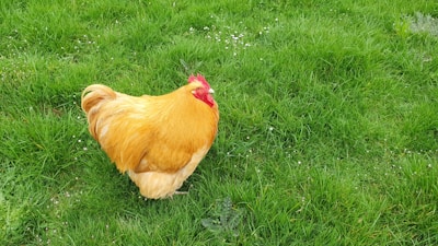 A large, bright orange chicken stands on a lush green lawn. The grass is rich and verdant, sprinkled with small white flowers, creating a serene and pastoral setting. The chicken looks healthy with a vivid red comb on its head.