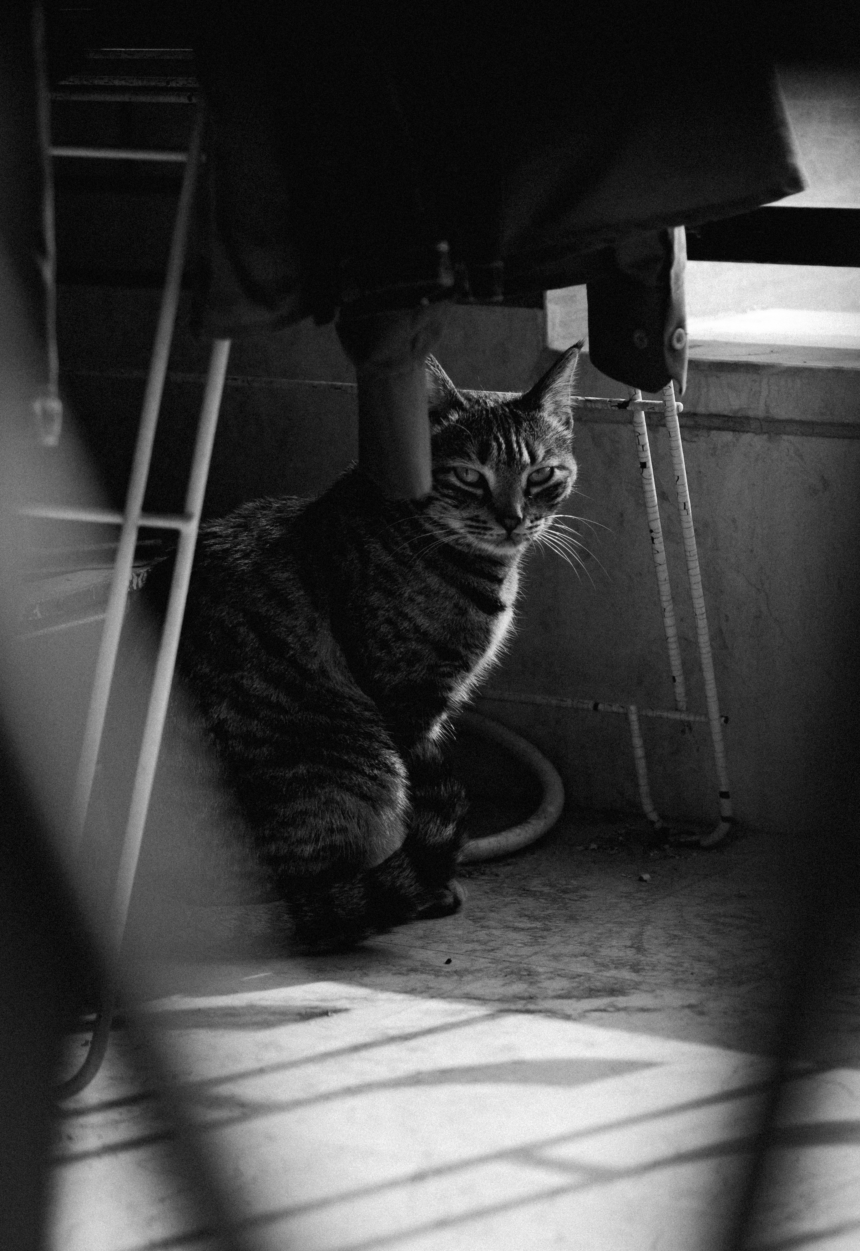 A black and white photo of a cat sitting under a chair photo Free Cat