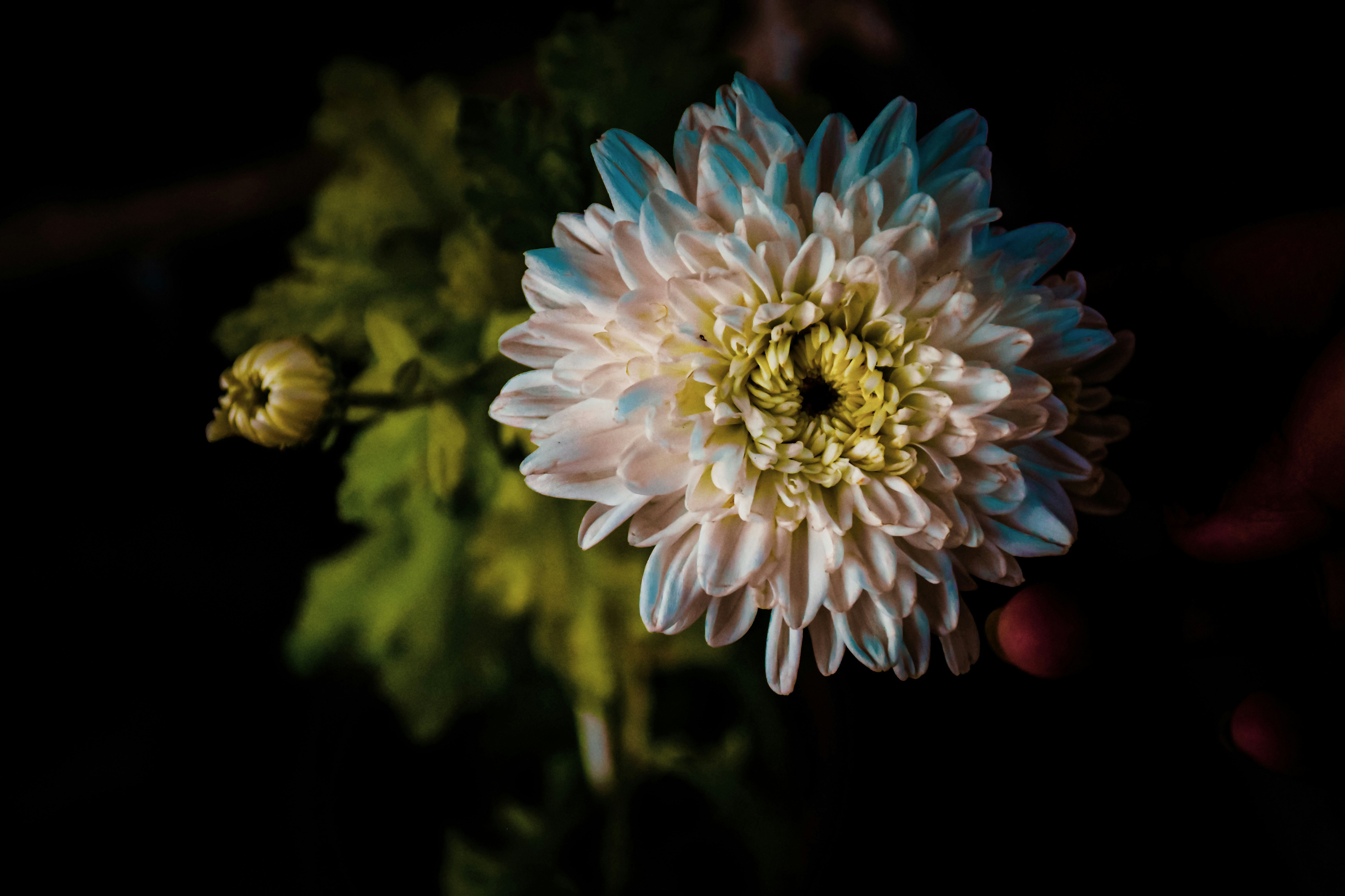 Photo by ankita_clicks