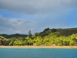 palm trees line the shoreline of a tropical beach
