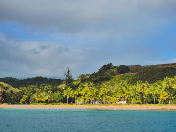 palm trees line the shoreline of a tropical beach
