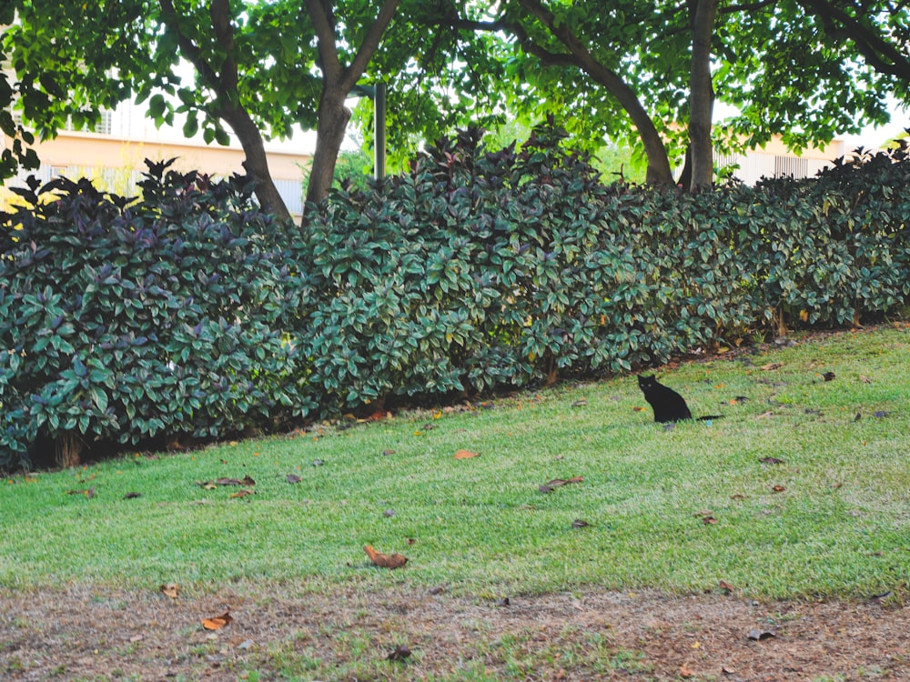 a black cat sitting on top of a lush green field