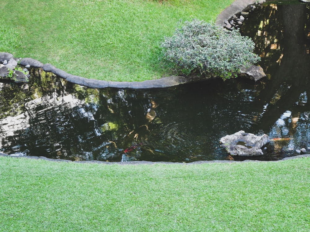 a small pond in the middle of a grassy area