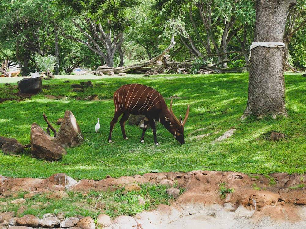 a brown and white animal grazing on grass next to a tree