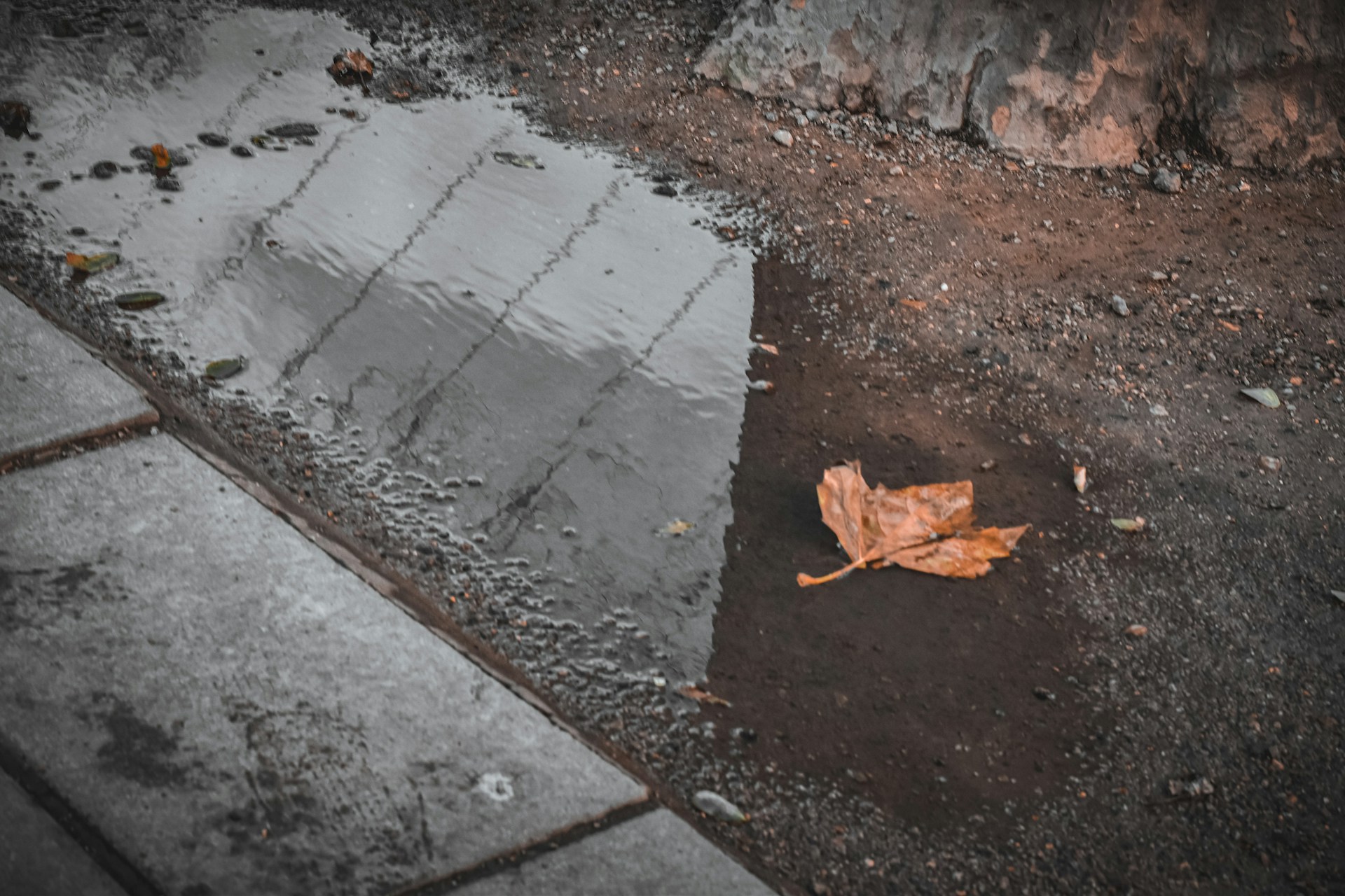a leaf laying on the ground next to a puddle