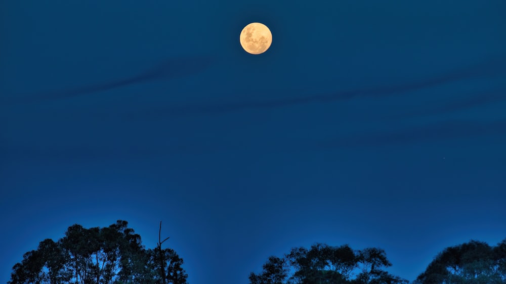 a full moon is seen above some trees