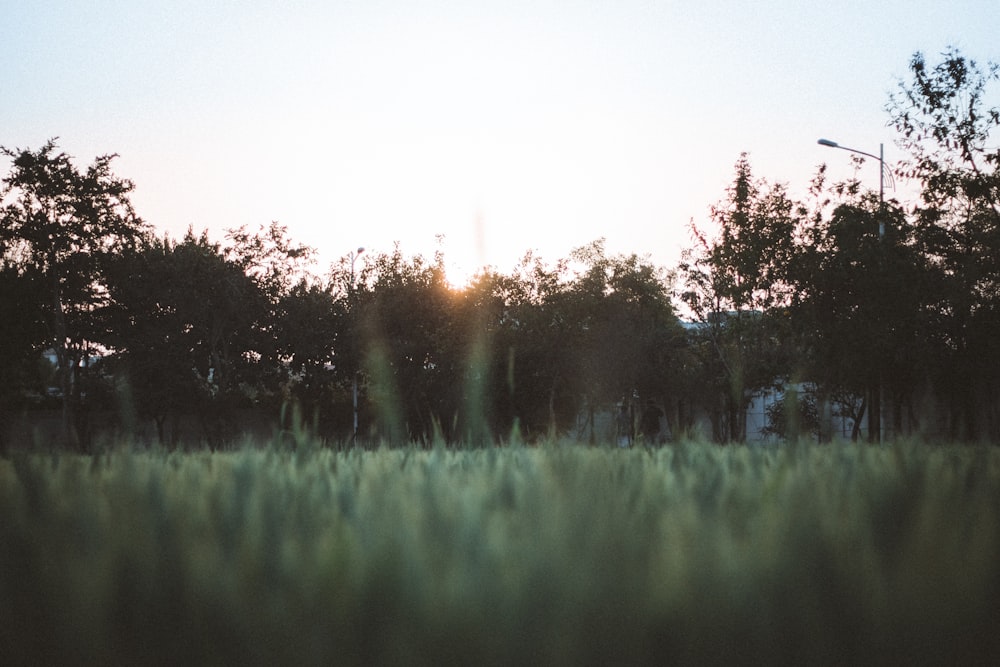 the sun is setting over a field of tall grass