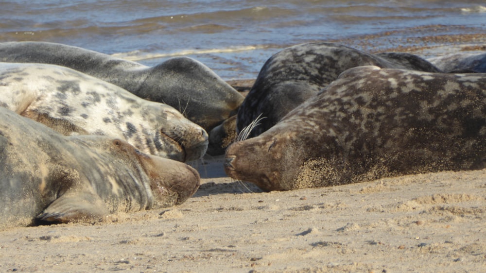 a group of sea lions laying on top of a sandy beach