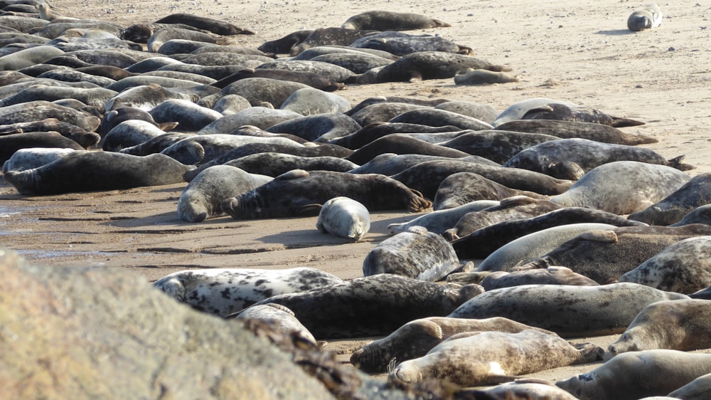 해변에 누워있는 많은 바다 사자 그룹