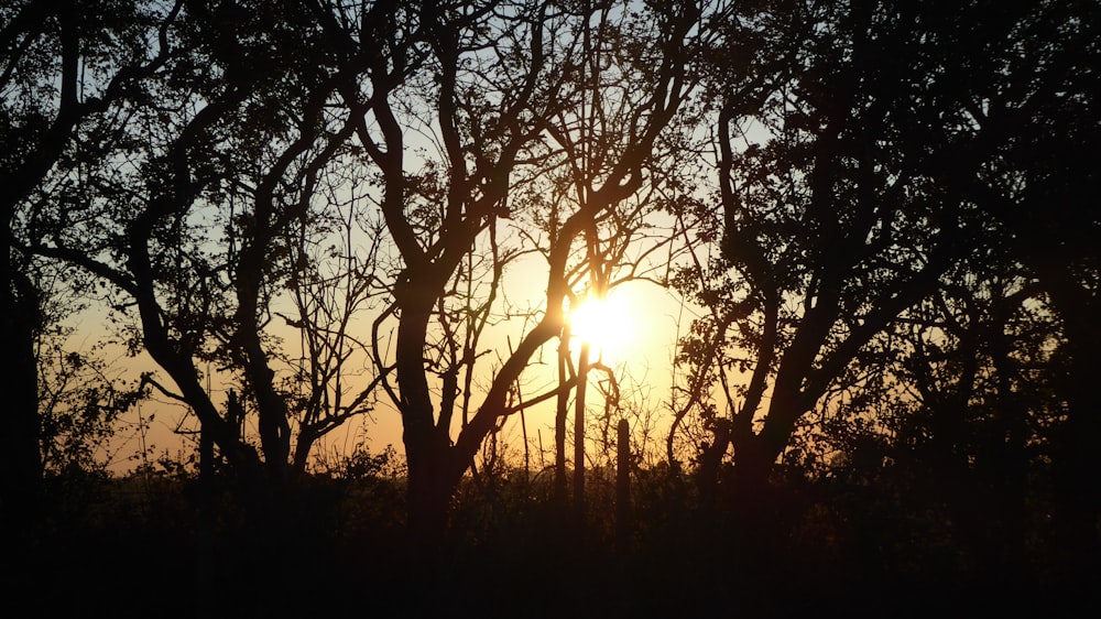 the sun is shining through the trees in the forest