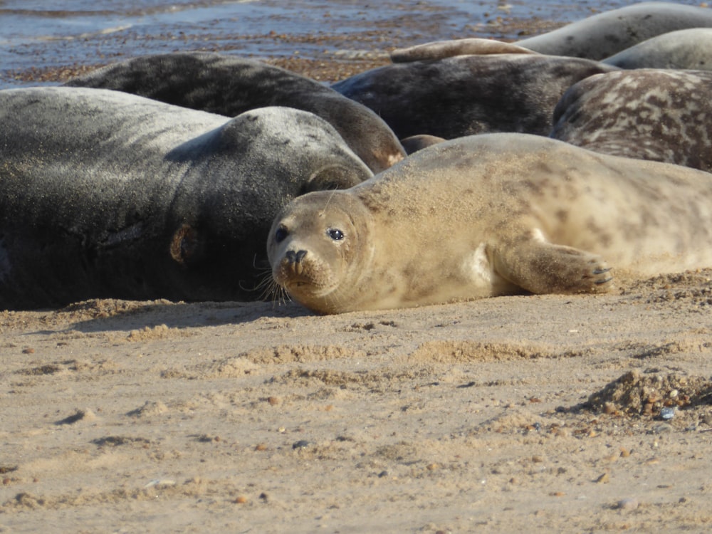 a number of sea lions laying on a beach