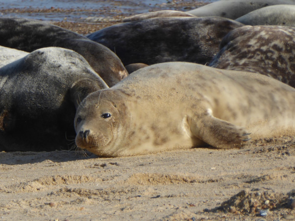 a group of sea lions laying in the sand