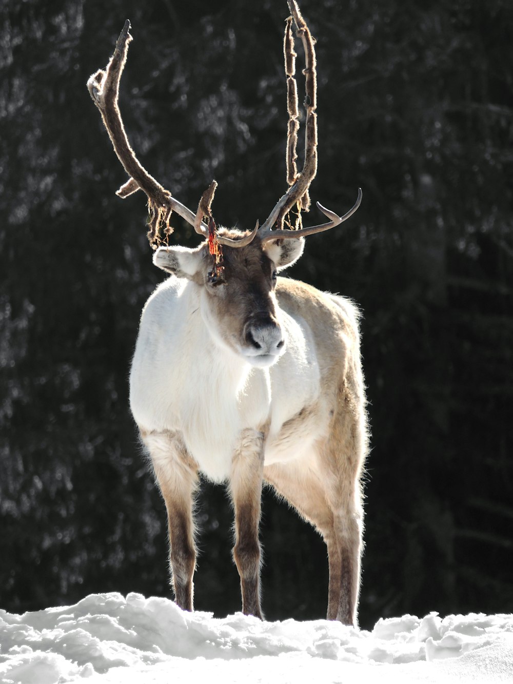 a reindeer with antlers standing in the snow