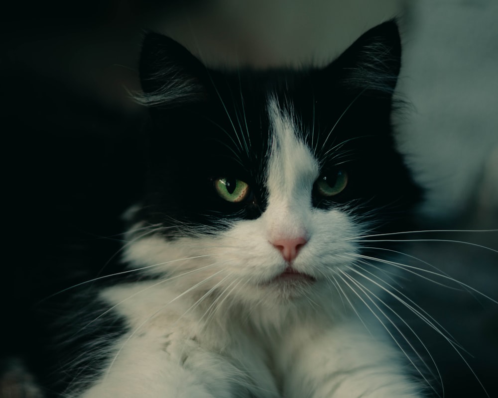 a black and white cat with green eyes