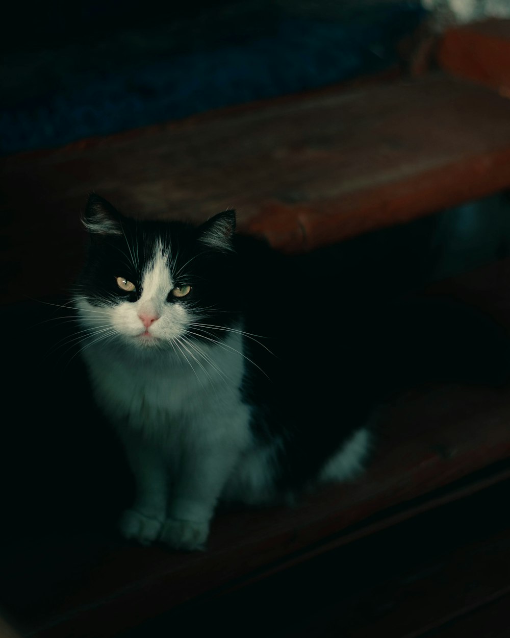 a black and white cat sitting on top of a wooden bench