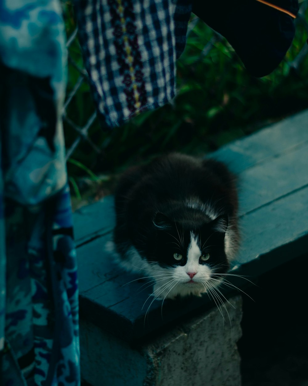 a black and white cat sitting on a wooden bench