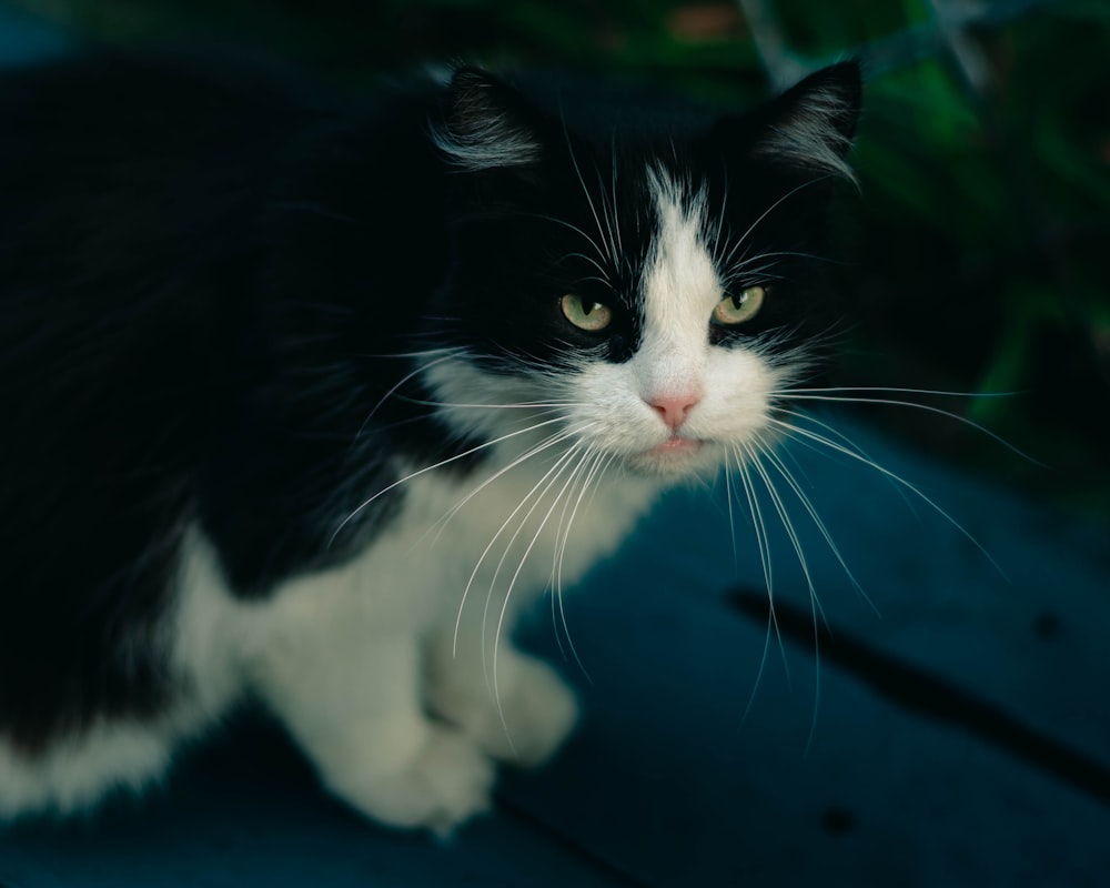 a black and white cat sitting on top of a wooden table