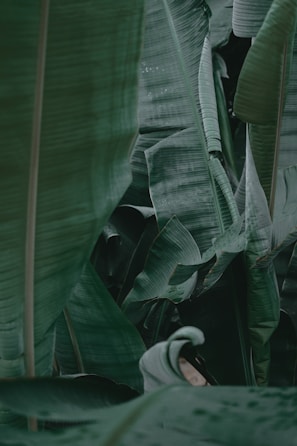 A calming scene with light green tones and gentle textures.