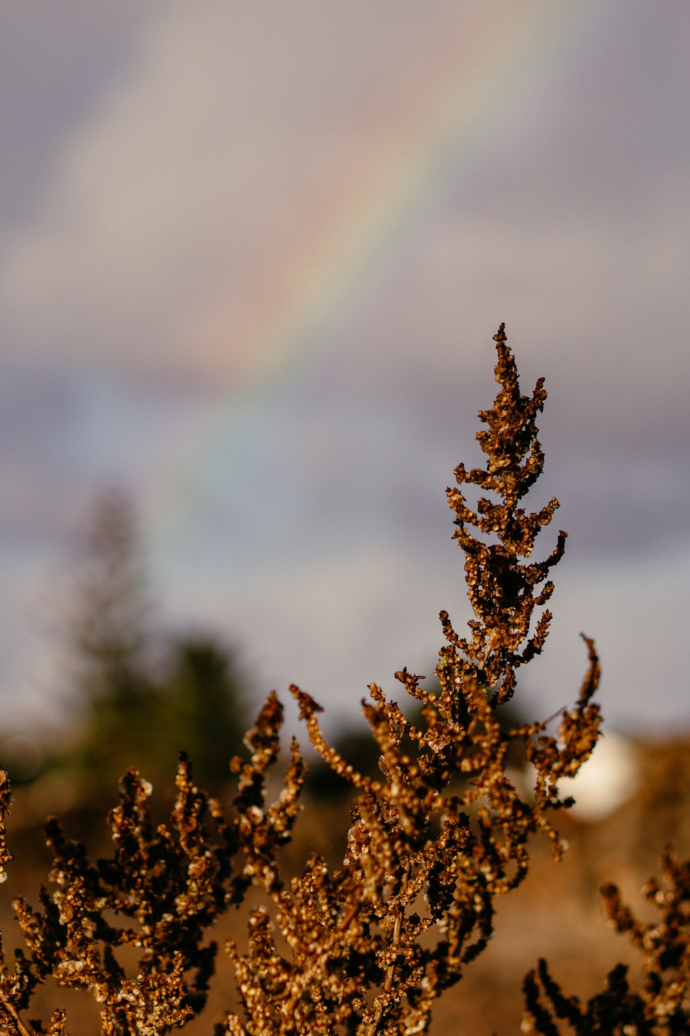 a small tree with a rainbow in the background