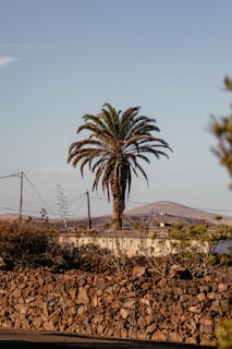 a palm tree is standing in front of a stone wall