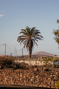 a palm tree is standing in front of a stone wall