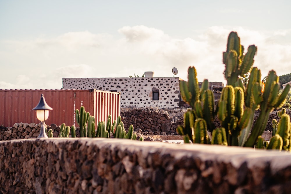 a cactus in a rock wall next to a building