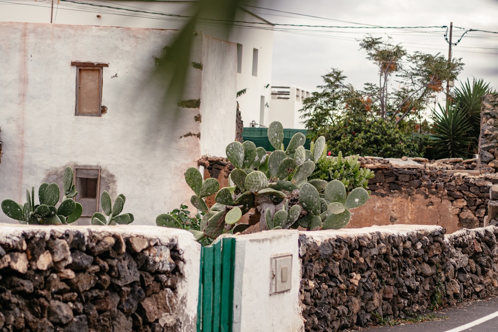 a cactus in a pot sitting on the side of a road