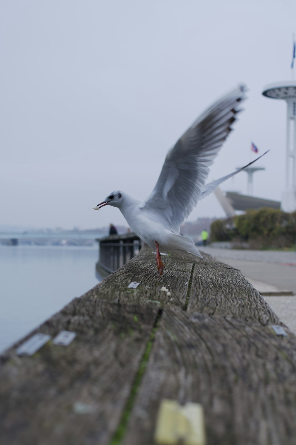 a seagull flying over a wooden pier next to a body of water