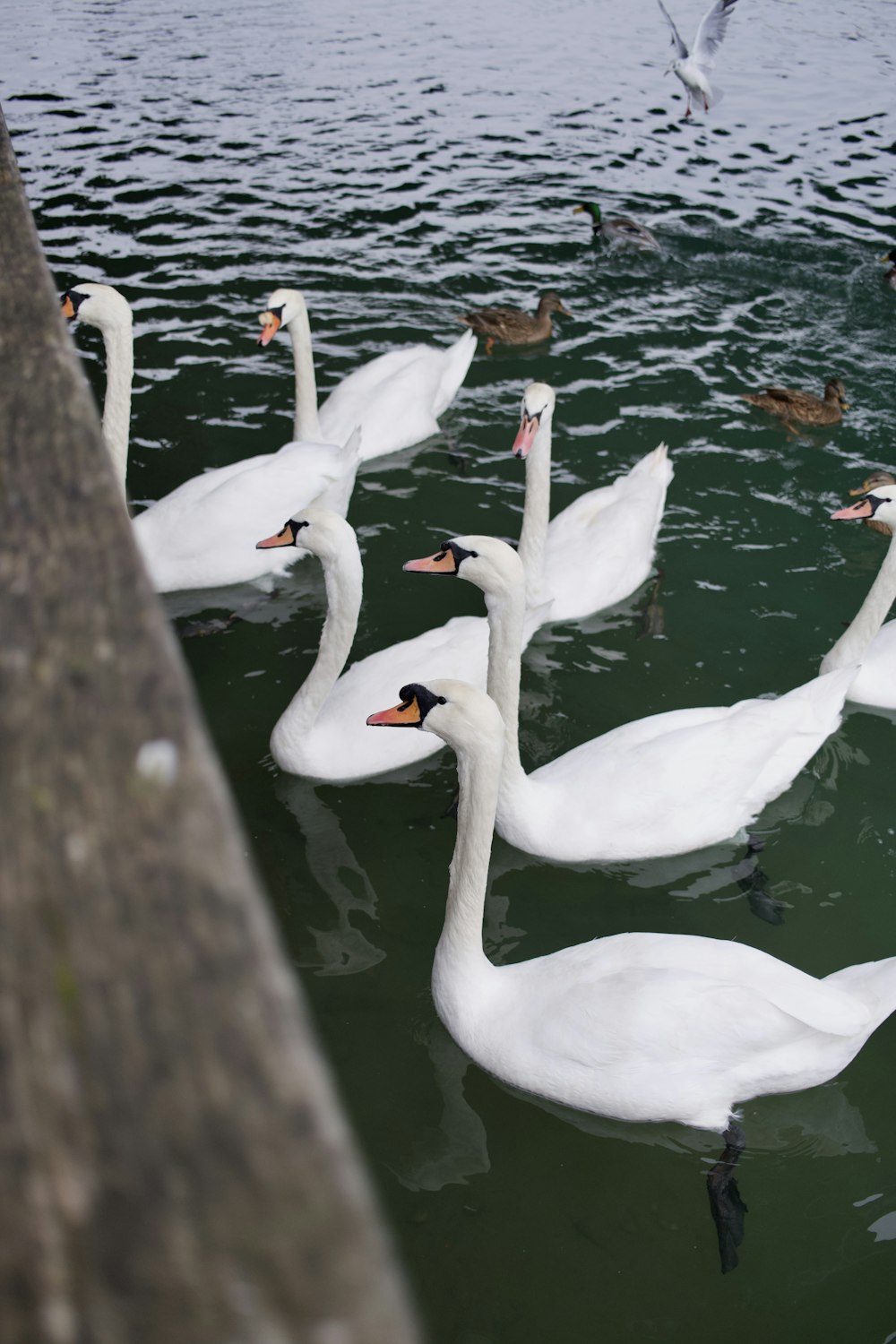 a group of white swans swimming in a body of water