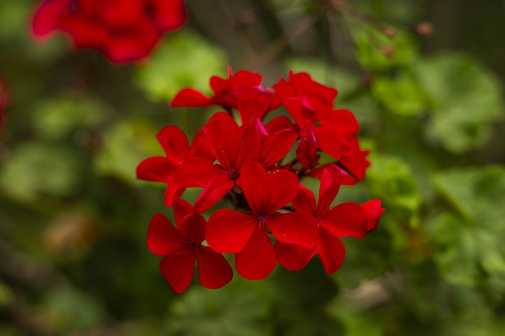 a bunch of red flowers with green leaves in the background