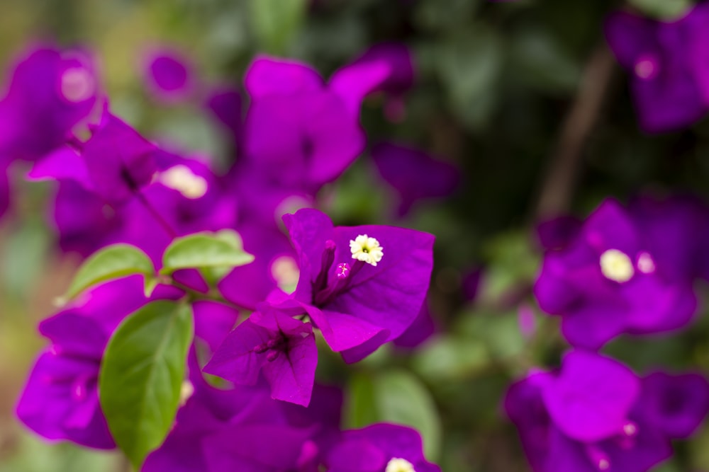 a bunch of purple flowers with green leaves