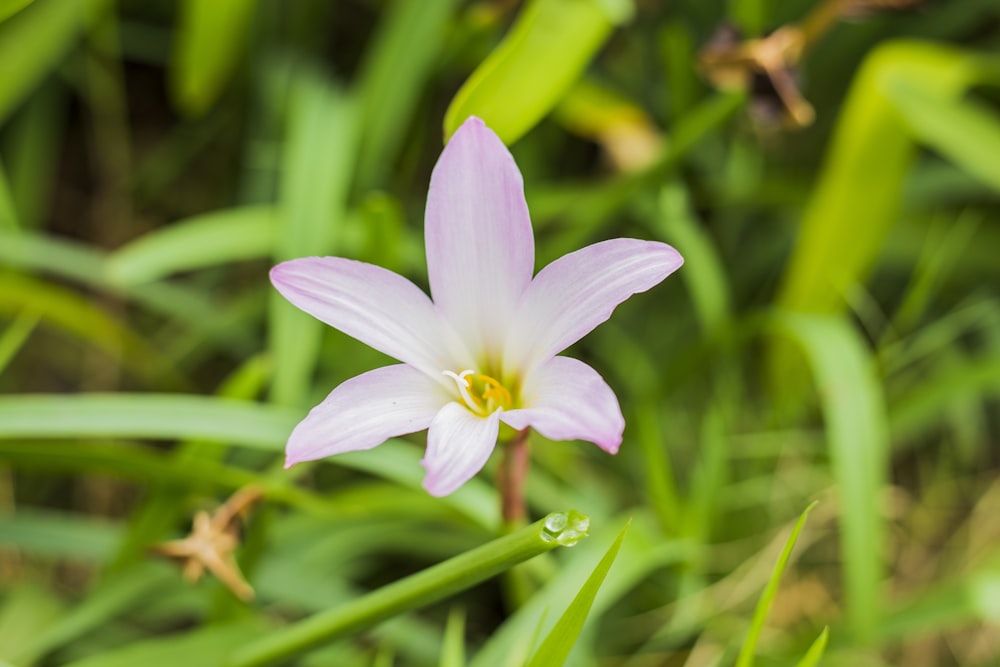 a single pink flower in the middle of some green grass